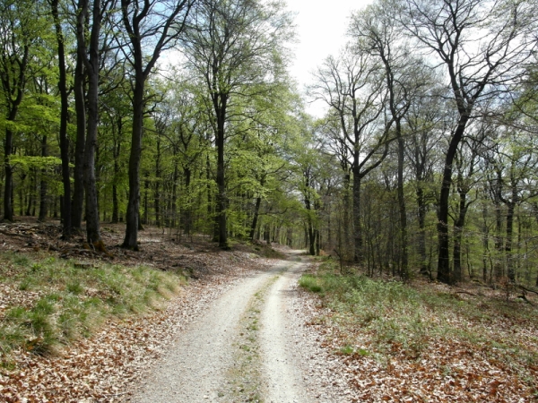 Frühlingswaldweg